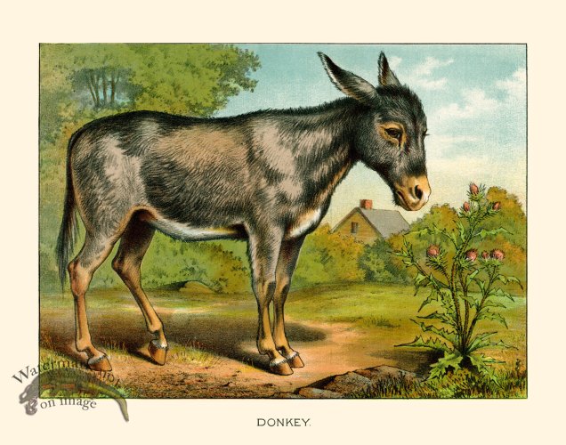 CP 09 Donkey