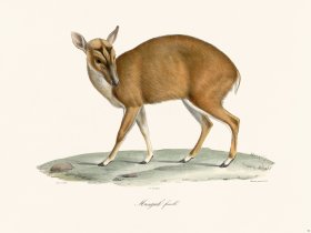 Cuvier 052 Female Muntjak