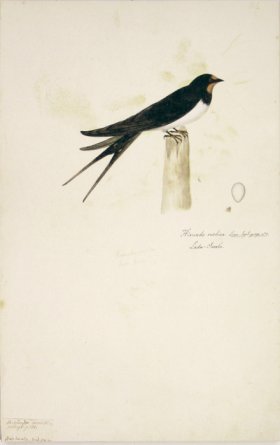 82 Swedish Birds . Hirundo Rustica, Barn Swallow w/Egg