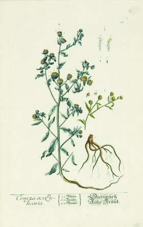 Blackwell German 093