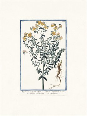 Bonelli 389 St. John's-wort