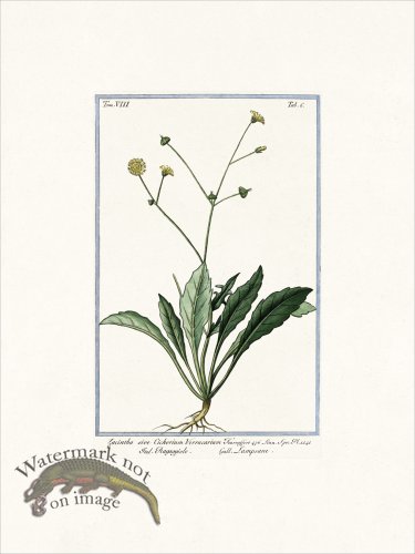 (image for) Bonelli V8 006