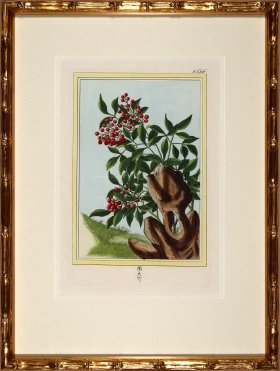 Buchoz Botanicals in Bamboo 08