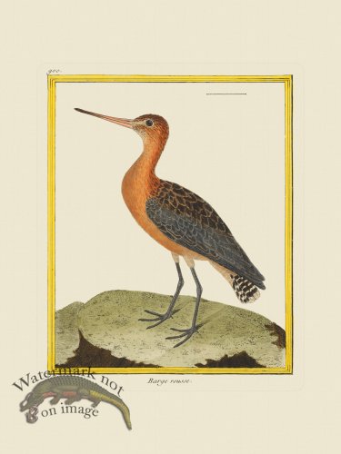 (image for) Martinet Bird 900