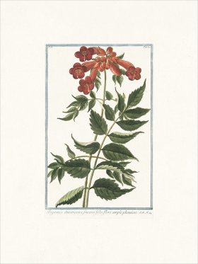 Bonelli 184 Trumpet-flower