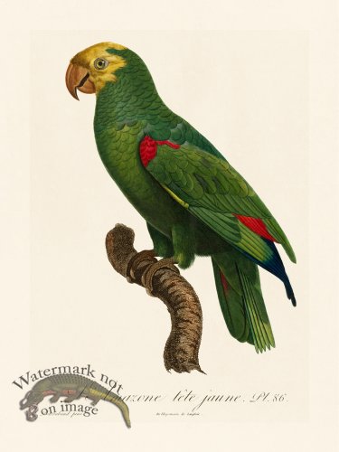 (image for) Barraband Parrot 086