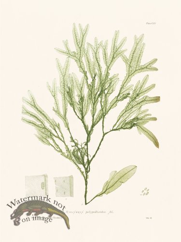 (image for) Bradbury Seaweed 155