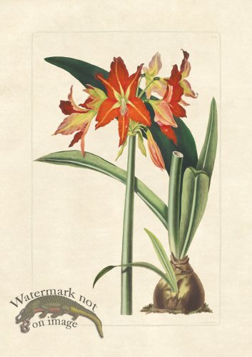 (image for) Edward bury 26