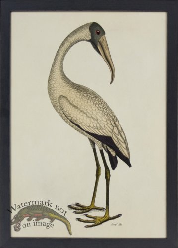 (image for) Tribute BFs 03 -- Wood Ibis