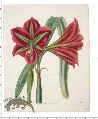 (image for) Curtis Botanical 091