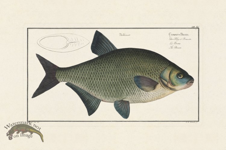 (image for) Bloch Fish 013