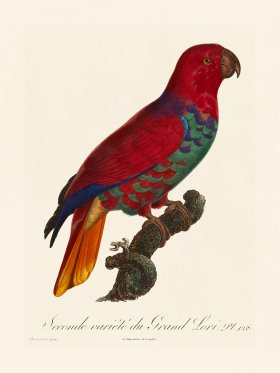 Barraband Parrot 128