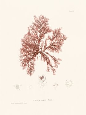 Bradbury Seaweed 111