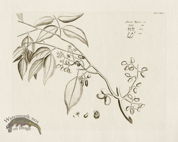 (image for) HORTUS VOl 05 29