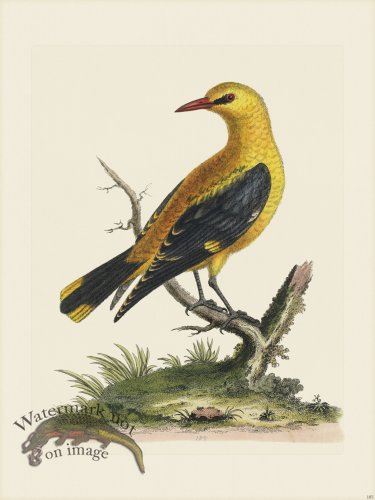 (image for) Edwards 185 Golden thrush