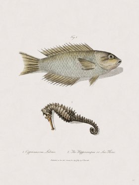 50 New Holland Caffowary