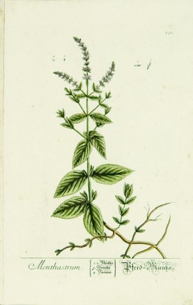 Blackwell German 024