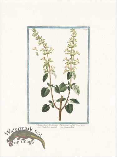 (image for) Bonelli 289 Germander