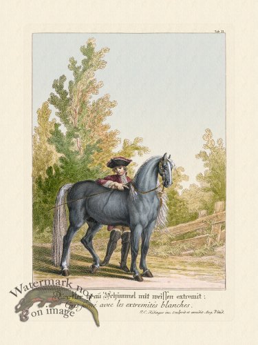 (image for) Ridingers Horses 21