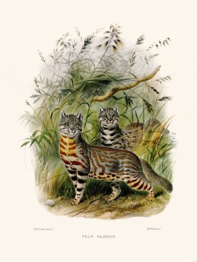 Elliot Cat 11 Pampas Cat