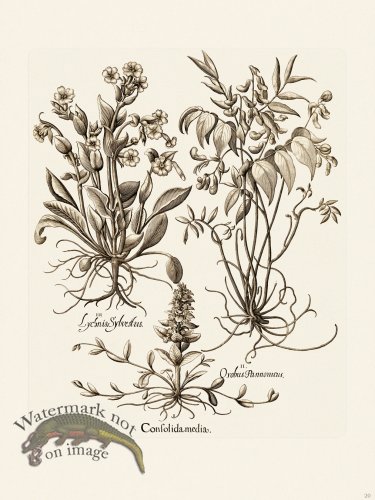 (image for) Besler 020 B1