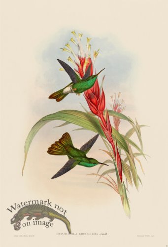 (image for) Gould Hummingbird 090