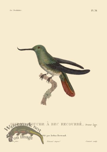 (image for) Humming Bird 34