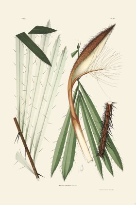 Rodrigues Palm Front 054