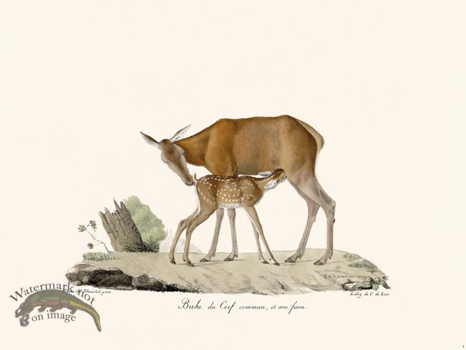 (image for) Cuvier 004 Virginia Deer Female