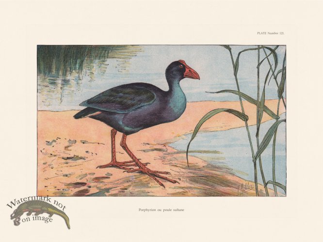 (image for) Les Chiens 121