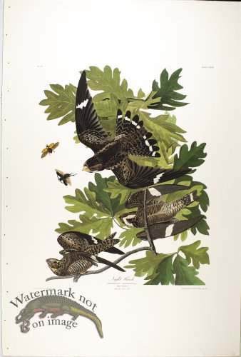 (image for) Night Hawk