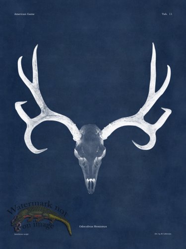 (image for) Blue Bones 11 Mule Deer