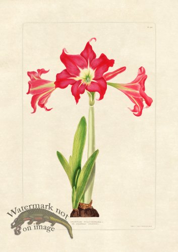 (image for) Edward bury 46