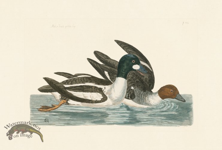 (image for) Pennant Zoology 041