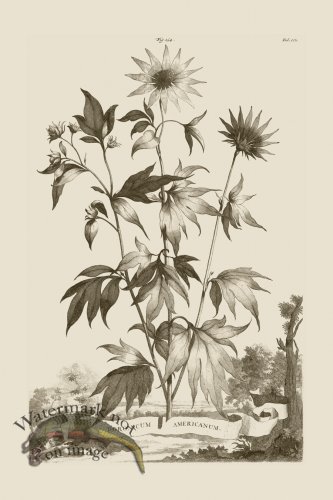 (image for) Abraham Munting 154