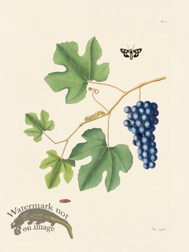 (image for) Abbot Butterfly 044