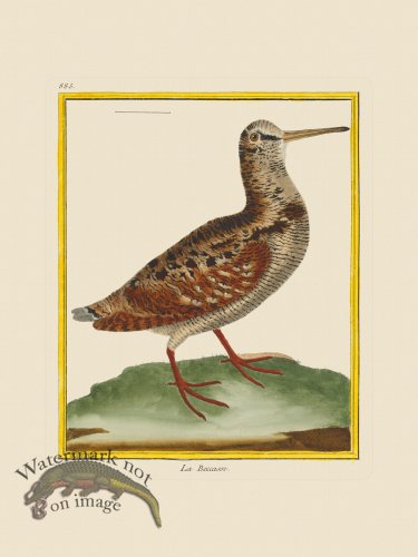 (image for) Martinet Bird 885