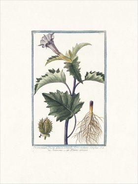 Bonelli 092 Spiked fruit