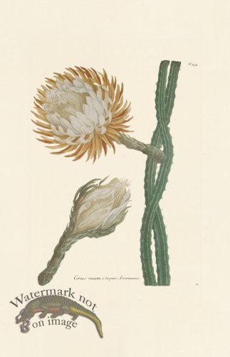 (image for) Weinmann PL 354