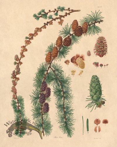 (image for) Lambert Pine 35