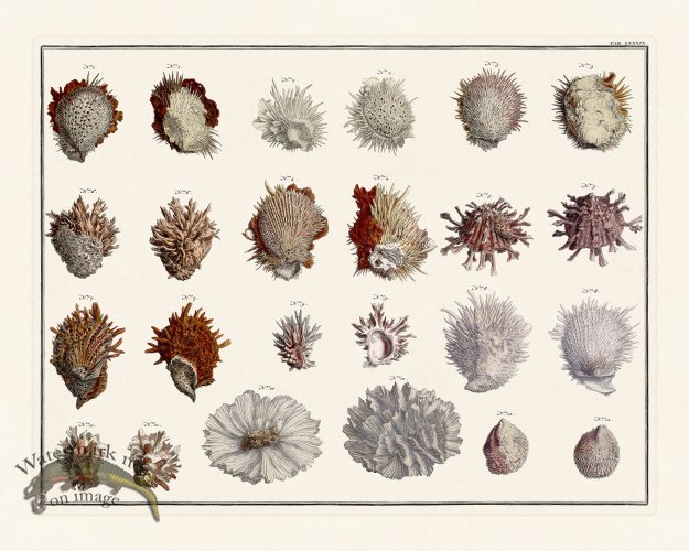 (image for) Seba B2 089 Shells