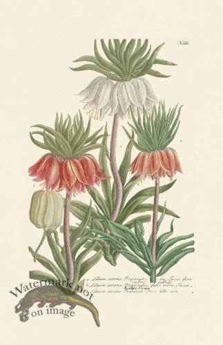 (image for) Weinmann PL 661