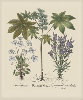 Besler 248 Colored B2