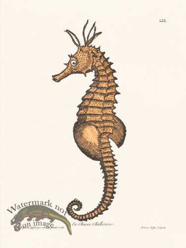 (image for) Knorr Sealife 59