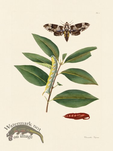 (image for) Abbot Butterfly 034