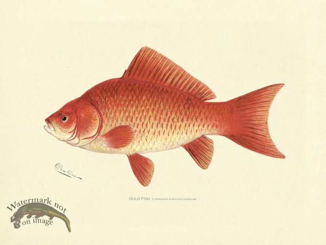 (image for) Gold Fish
