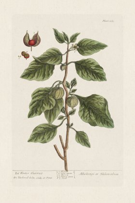 BEE 161 Red Winter Cherries