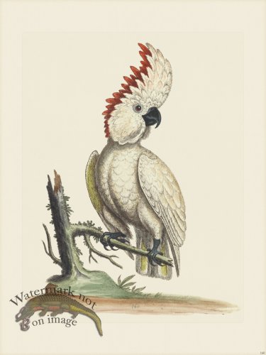 Edwards 160 Great Coockatoo