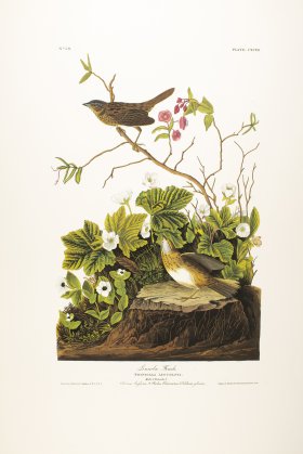 Lincoln's Finch