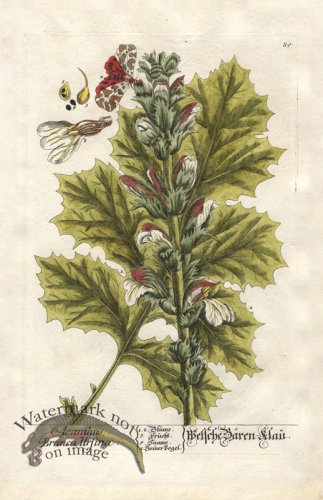 (image for) Blackwell GE 089